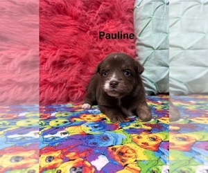 Miniature Australian Shepherd Puppy for sale in WILLIAMS, IA, USA