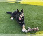 Small #3 German Shepherd Dog Mix