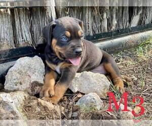 Catahoula Leopard Dog Puppy for sale in UVALDE, TX, USA