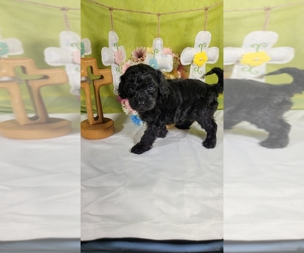 Medium Photo #9 Bernedoodle (Miniature) Puppy For Sale in BLACK FOREST, CO, USA