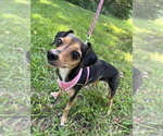 Small #1 Chihuahua Mix