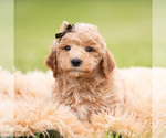 Small #4 Goldendoodle (Miniature)