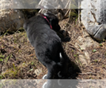 Small Photo #4 Karelian Bear Dog Puppy For Sale in ANACONDA, MT, USA