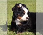 Small #5 Bernese Mountain Dog
