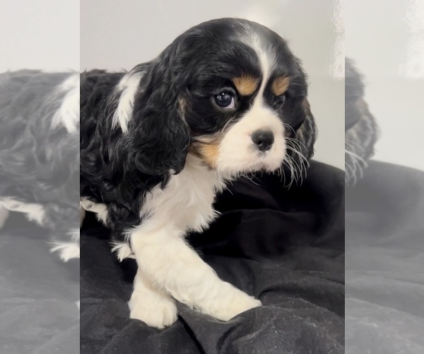 Medium Photo #2 Cavalier King Charles Spaniel Puppy For Sale in EDWARDSBURG, MI, USA