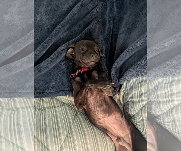Medium Photo #5 Chug Puppy For Sale in Santa Clara, CA, USA