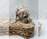 Small Photo #36 Double Doodle Puppy For Sale in PIERSON, FL, USA