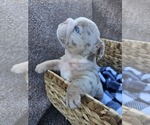 Small Photo #22 Bulldog Puppy For Sale in RIVERSIDE, CA, USA