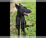 Small German Shepherd Dog