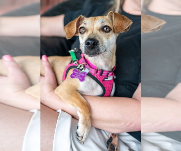 Medium Photo #9 Dachshund-Unknown Mix Puppy For Sale in Mundelein, IL, USA