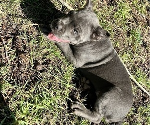 Cane Corso Puppy for Sale in MONTGOMERY, Alabama USA