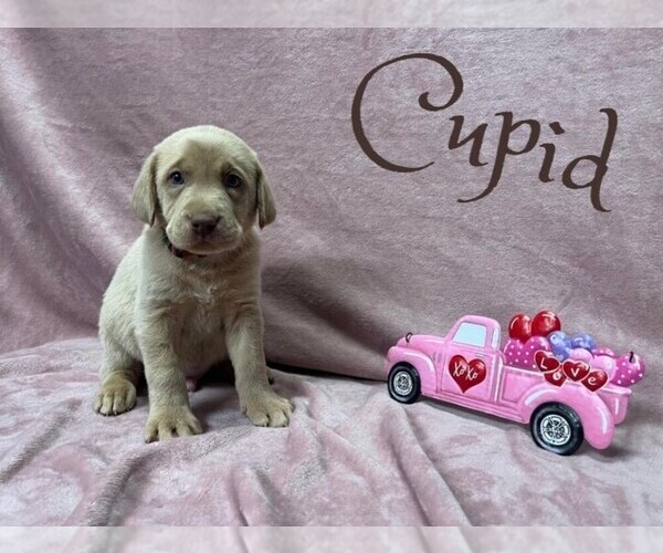 Medium Photo #8 Labrador Retriever Puppy For Sale in VONA, CO, USA