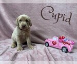 Small Photo #8 Labrador Retriever Puppy For Sale in VONA, CO, USA