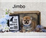 Puppy Jimbo Shiba Inu