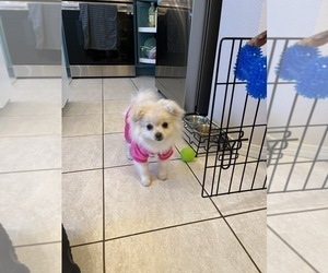 Pomeranian Puppy for sale in MONUMENT, CO, USA