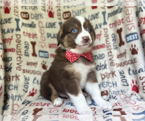 Medium Photo #3 Miniature Australian Shepherd Puppy For Sale in LAKELAND, FL, USA