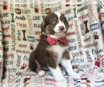 Small #2 Miniature Australian Shepherd