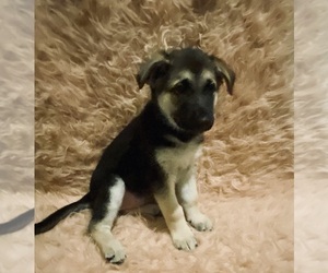 German Shepherd Dog Puppy for sale in NORFOLK, VA, USA