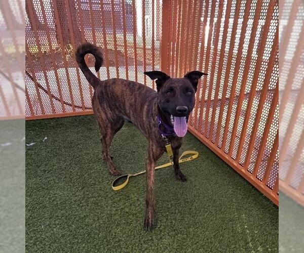 Medium Photo #1 German Shepherd Dog-Unknown Mix Puppy For Sale in Las Vegas, NV, USA