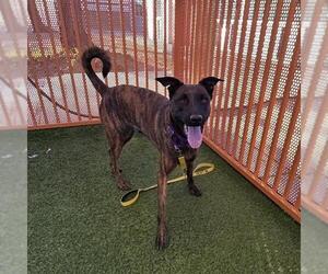 German Shepherd Dog-Unknown Mix Dogs for adoption in Las Vegas, NV, USA