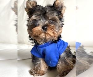Yorkshire Terrier Puppy for sale in CORAL SPRINGS, FL, USA