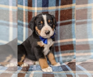 Greater Swiss Mountain Dog Puppy for sale in CHRISTIANA, PA, USA