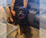 Small #2 Rottweiler