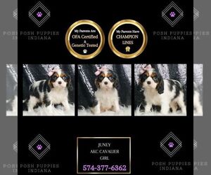 Cavalier King Charles Spaniel Puppy for sale in WARSAW, IN, USA