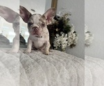 Small #11 French Bulldog