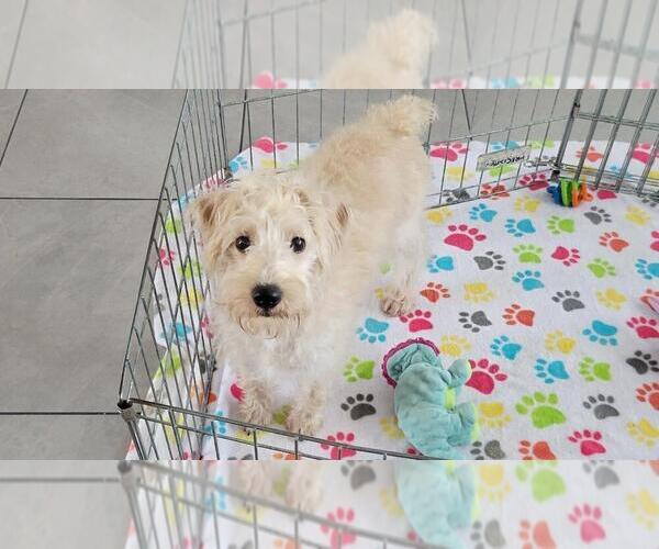 Medium Photo #10 Schnoodle (Miniature) Puppy For Sale in ORO VALLEY, AZ, USA