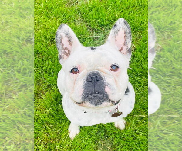 Medium Photo #3 French Bulldog Puppy For Sale in Oak Bluffs, MA, USA