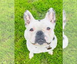 Small #2 French Bulldog
