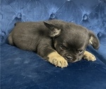 Small Photo #11 French Bulldog Puppy For Sale in DETROIT, MI, USA