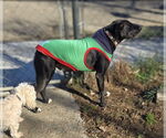 Small #5 Labrador Retriever Mix