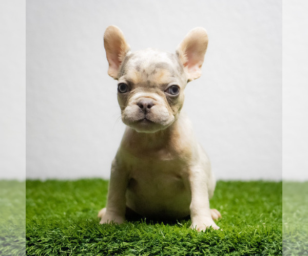 Medium Photo #15 French Bulldog Puppy For Sale in CAPE CORAL, FL, USA