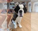 Small #1 Saint Bernard Mix