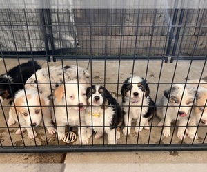 Medium Australian Shepherd