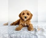 Small #3 Goldendoodle (Miniature)