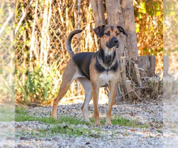 Medium Photo #1 Harrier Puppy For Sale in Waco, TX, USA