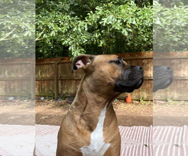 Medium Photo #14 Boxer-Unknown Mix Puppy For Sale in Holly Springs, NC, USA