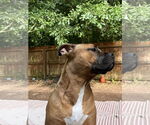 Small #13 Boxer Mix