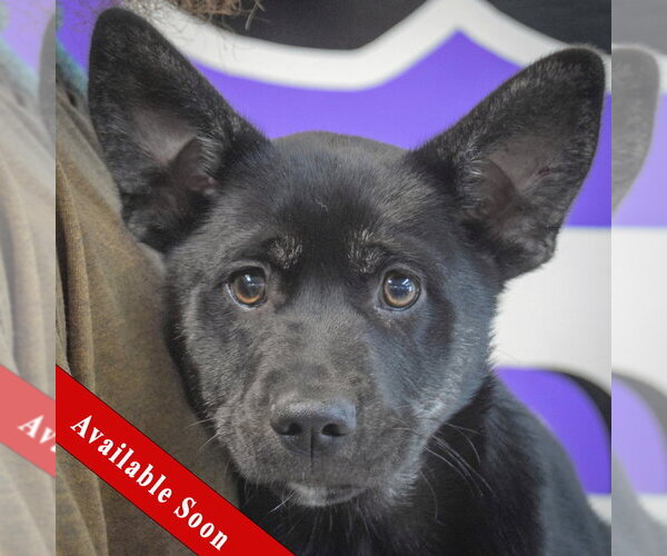 Medium Photo #1 Shollie Puppy For Sale in Huntley, IL, USA
