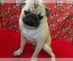Small #2 Pug