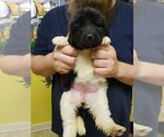 Small Photo #2 Newfoundland Puppy For Sale in AURORA, IN, USA