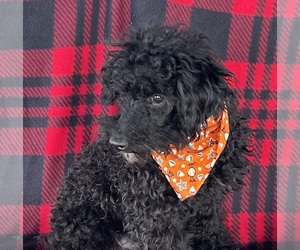 Poodle (Miniature) Puppy for sale in DUNDEE, OH, USA