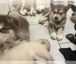 Small Photo #6 Alaskan Malamute Puppy For Sale in DISTRICT HEIGHTS, MD, USA