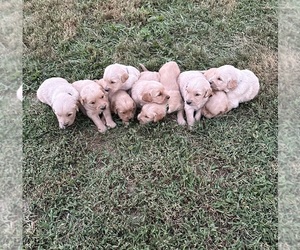 Golden Retriever Puppy for sale in MURPHYSBORO, IL, USA