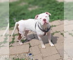 Small #1 American Pit Bull Terrier Mix