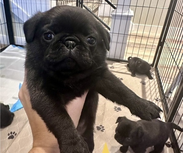 Medium Photo #12 Pug Puppy For Sale in CEDAR RAPIDS, IA, USA