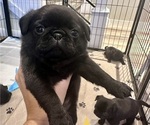 Litter of 6 - Female PugLitter of Puppies for Sale - Photo #12